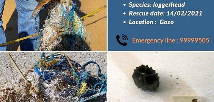 Juvenile loggerhead turtle found entangled in marine debris in Gozo