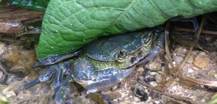 Freshwater Crab breeding behaviour project launched