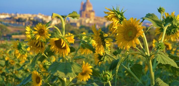 The Beauty of Nature by Lino DeBono