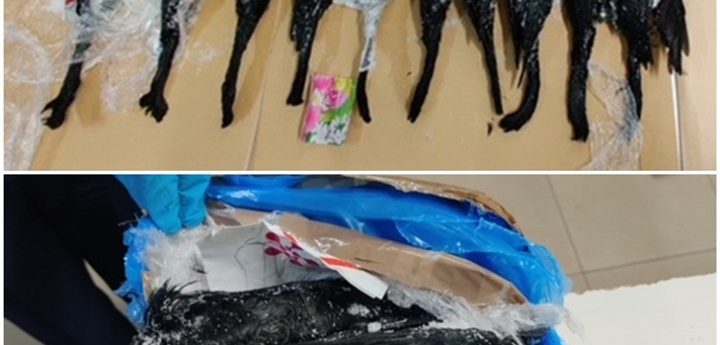 Customs intercept bird carcasses arriving from UK by post