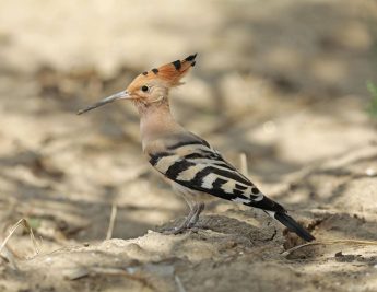 BirdLife celebrates spring migration with #onthemove campaign