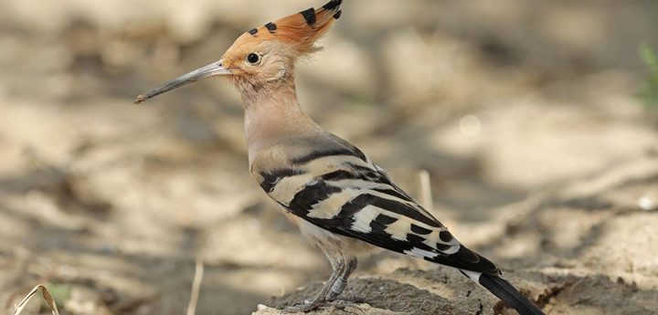 BirdLife celebrates spring migration with #onthemove campaign