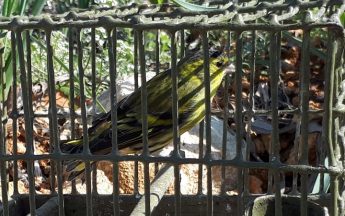 CABS and police clamp down on illegal bird trapping in Malta