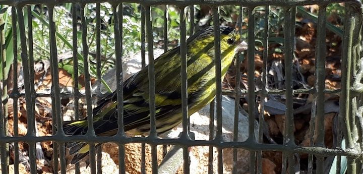 CABS and police clamp down on illegal bird trapping in Malta