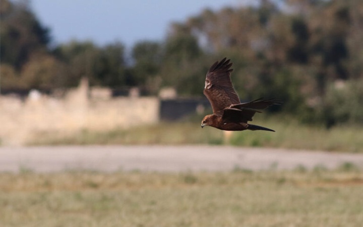BirdLife celebrates spring migration with #onthemove campaign
