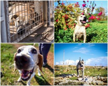 Noah’s Ark fundraiser launched to refurbish dog sanctuary