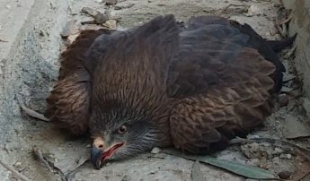 Protected shot Black Kite found by member of the public