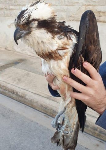 BirdLife warns that the “massacre of illegally shot birds has begun”
