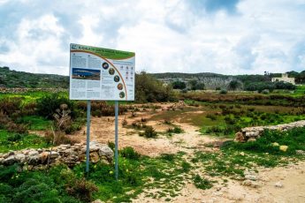 3000 trees to be planted during Comino habitat restoration works