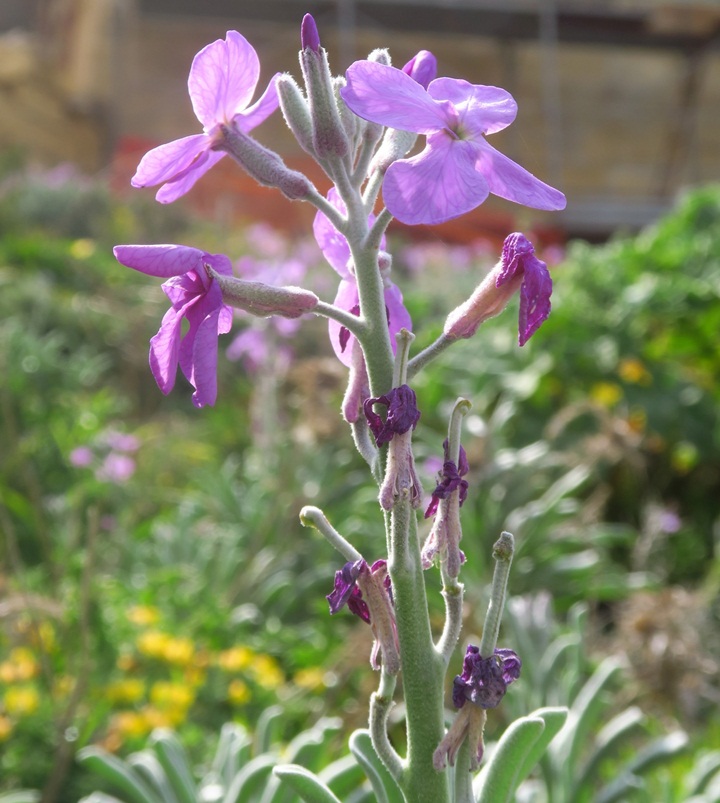 EcoGozo continues to safeguard endemic biodiversity