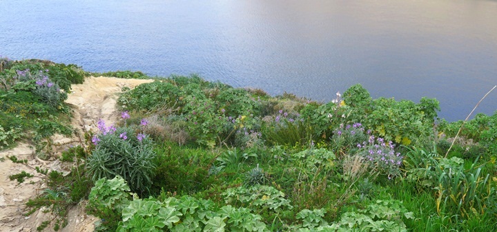 EcoGozo continues to safeguard endemic biodiversity