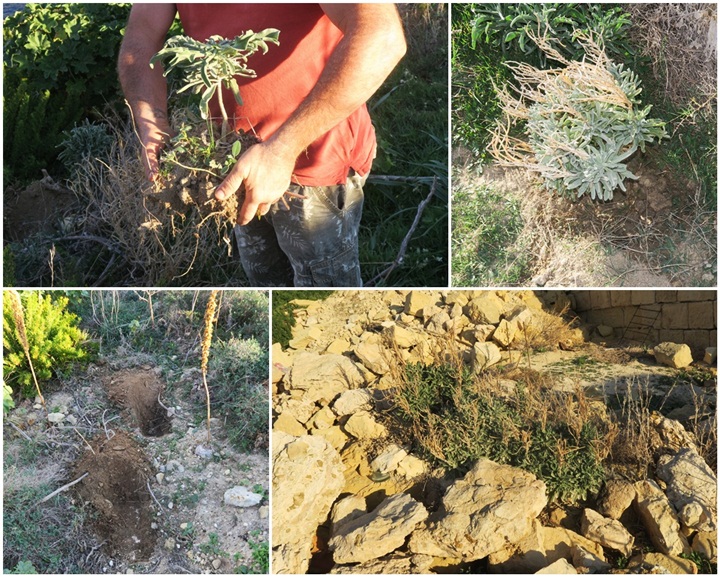 EcoGozo continues to safeguard endemic biodiversity
