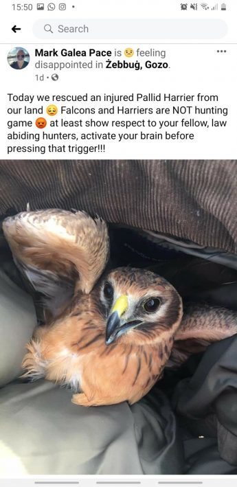 Illegal hunting casualties reported on a daily basis, including in Gozo – BLM