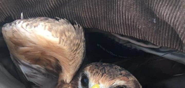 Illegal hunting casualties reported on a daily basis, including in Gozo – BLM