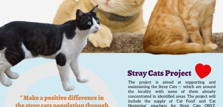 Gharb LC Care Project supporting stray cats in the locality