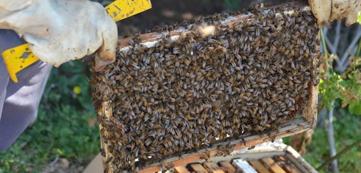 The Inquisitor’s Historic Cookalong Session on honey and a recipe fit for a Pope