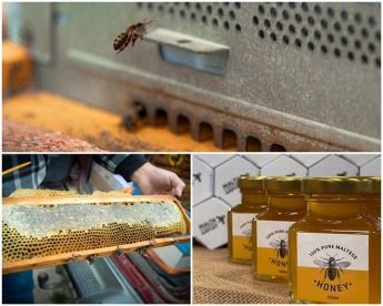 Air quality monitored at MIA with the help of 750,000 bees Air quality monitored at MIA with the help of 750,000 bees