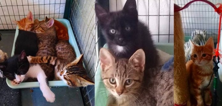 Beautiful kittens available for immediate adoption at Gozo SPCA
