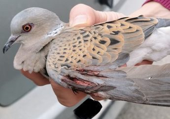 BirdLife Malta publishes video summary of “rampant hunting illegalities”