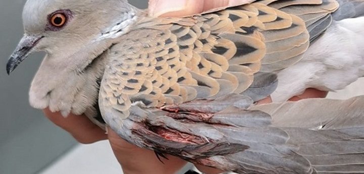 BirdLife Malta publishes video summary of “rampant hunting illegalities”