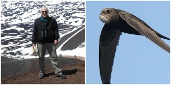 Swifts: a bird you can help – Zoom presentation by Edward Mayer Swifts: a bird you can help – Zoom presentation by Edward Mayer