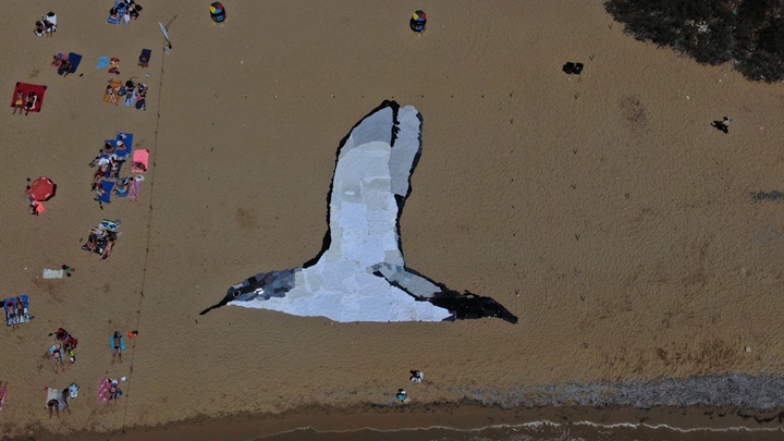 BirdLife creates giant image of Yelkouan Shearwater at Golden Bay 