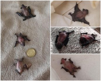 Young bat pups experiencing difficulties during current heatwave