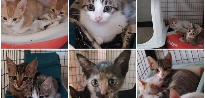Gozo SPCA in urgent need of loving homes for kittens