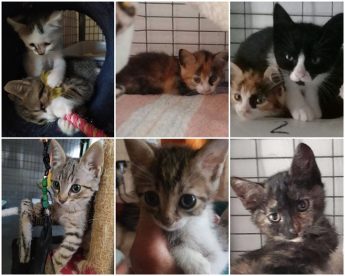 Gozo SPCA kittens available for immediate adoption to loving homes