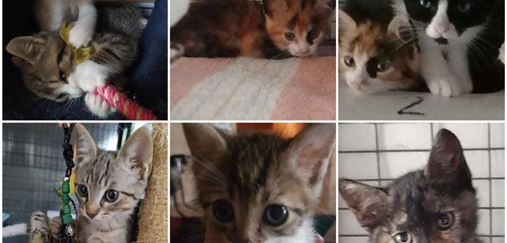 Gozo SPCA kittens available for immediate adoption to loving homes