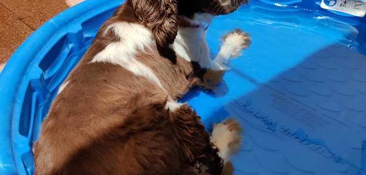 Keeping pets safe, healthy and cool during these hot days of summer – MSPCA