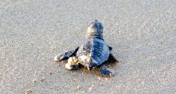 Noisy night beach users may be scaring away nesting turtles – Nature Trust (Malta)