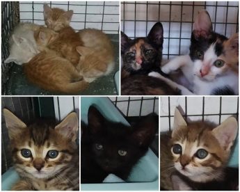 Gozo SPCA urgently needs loving homes for kittens – Can you help?