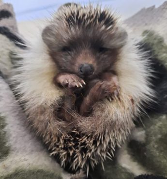 Nature Trust Gozo Section Wildlife Rescues – 47 calls taken since inception