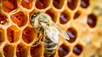 Local brand of gourmet honey wins gold at international honey awards