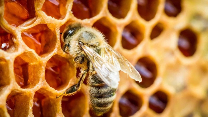 Changes for honey, jams and fruit juices now in force across the EU