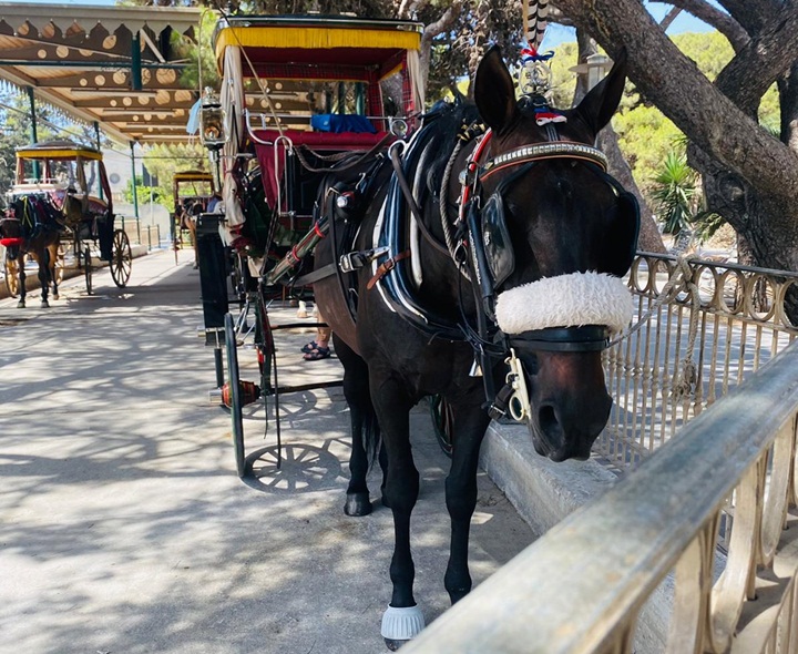 Horse-drawn carriages won't operate when Red Alert - Extreme Heat Warning is issued