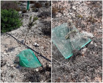 Numerous trees and shrubs vandalised on Comino – Ambjent Malta