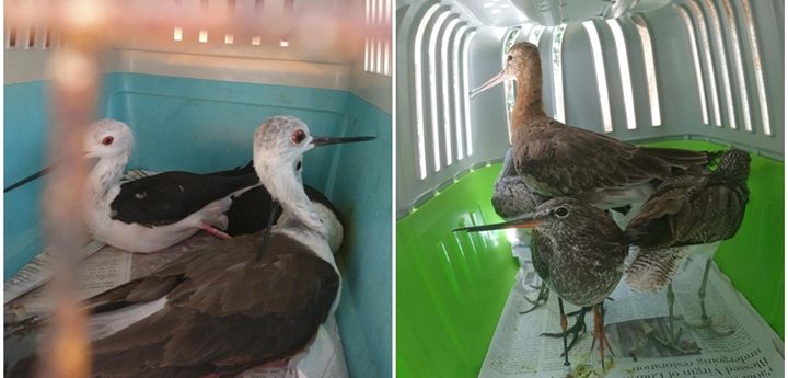 Illegally trapped waders released back into the wild at BLM nature reserves