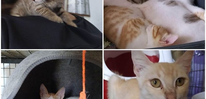 Gozo SPCA kittens need loving homes – fundraising haircut raises €3000 for Centre