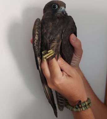 Protected Eleonora’s Falcon illegally shot in Marsalforn, Gozo – BLM Protected Eleonora’s Falcon illegally shot in Marsalforn, Gozo – BLM
