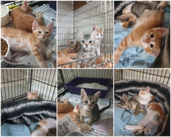 Beautiful kittens waiting for loving homes at Animal Welfare Gozo