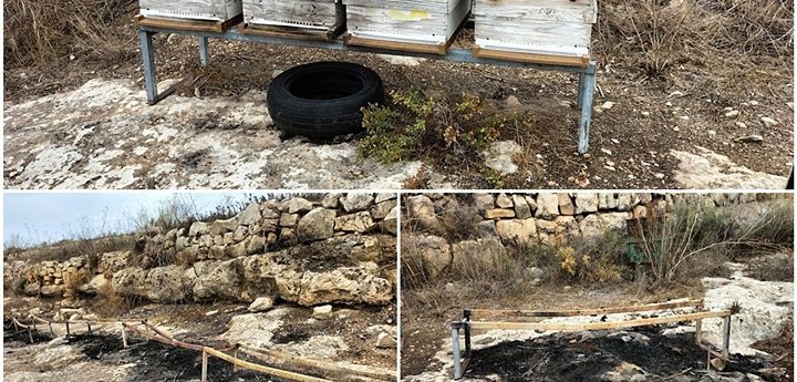 More than 1.5 million bees burnt alive in Gozo arson attack