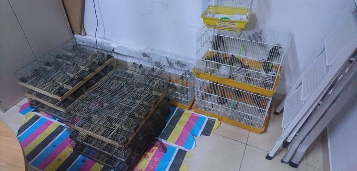 300 wild finches released back into the wild after confiscation from Gozo property