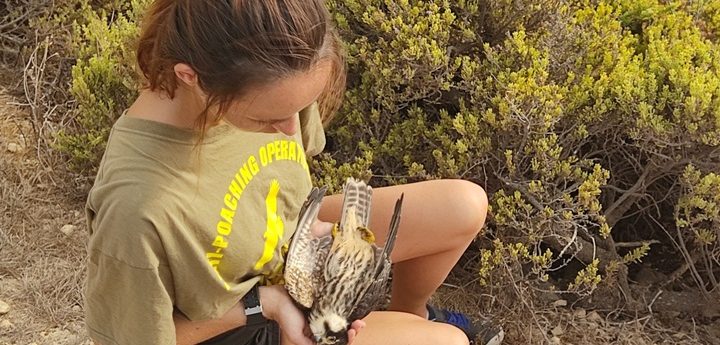 “Massacre of protected birds” reported, including at several locations in Gozo