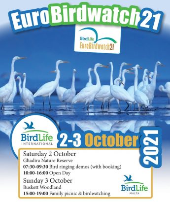 BirdLife Malta weekend of events for EuroBirdwatch 2021