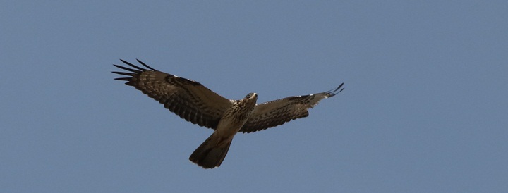 "Massacre of protected birds" reported, including at several locations in Gozo