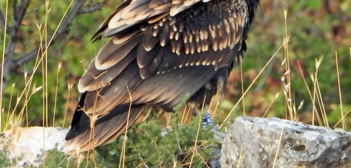 €4,000 reward for “finding body of Egyptian Vulture Isabel and her killer” – CERM