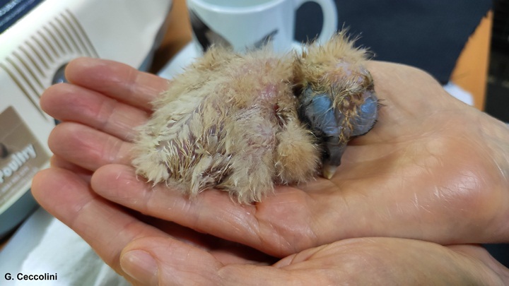 €4,000 reward for "finding body of Egyptian Vulture Isabel and her killer" - CERM