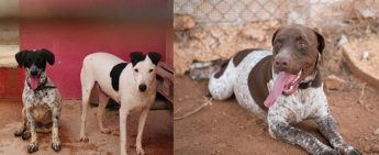 11 animal sanctuaries and NGOs, including Gozo SPCA, receive Melita’s support